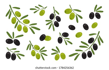 Black and green olives, branch olives with leaves isolated on white background. Vector illustration