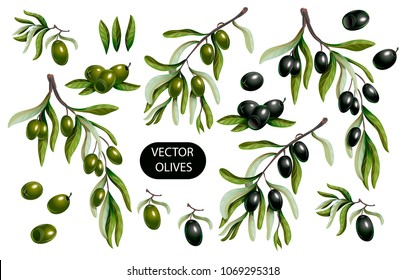 Black and green olives branches isolated on white background, Vector illustration.
