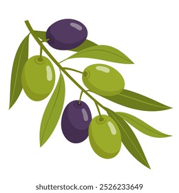 Black and green olives on a twig. An olive branch with leaves and fruits. Illustrated vector clipart.