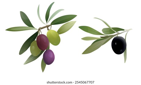 Conjunto de ramas de aceitunas negras, verdes y moradas. Ramas de aceitunas con hojas. Mejor para productos de oliva, productos del mercado agrícola, arte de diseño, Clipart de dibujo, logotipo. Aceitunas de diferentes madurez y colores.