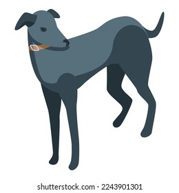 Black greyhound icon isometric vector. Animal dog. Pet italian