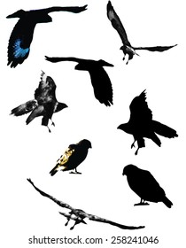 Black, grey-scale and coloured vectors showing a Buzzard in flight and sat on top of a surface.