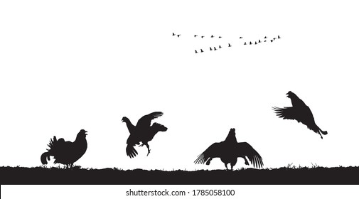 Black grouse cocks jump in field. Vector silhouette