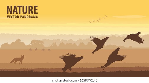 Black grouse cocks take off in field on sunrise. Wildlife vector panorama