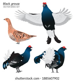 Black grouse isolated on white background. Vector illustration set