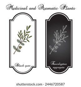 Schwarzgummi (Eucalyptus aggregata), Heilpflanze. Handgezeichnete botanische Vektorillustration