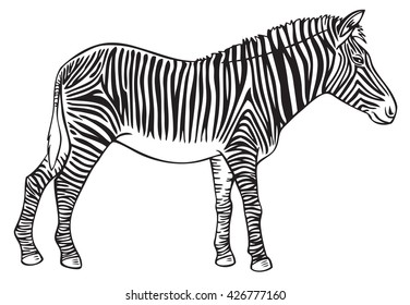 Zebra Vector Illustration Hand Drawn Monochrome Stock Vector (Royalty ...