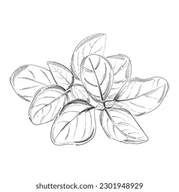 Black Hand Drawn Basil Leaves. Detailed Organic Product Sketch. Cooking Spicy Ingredient. Italian Herbs.
