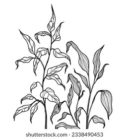 Black hand drawn botanical leaves line art background. Elegant tropical plants line art, leaves and palm foliage. Design for wedding invitation, cover, print, decoration, template, wallpaper.
