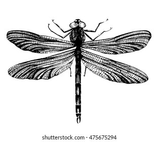 Black hand drawn dragonfly on white background