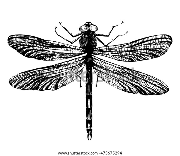 Black Hand Drawn Dragonfly On White Stock Vector (Royalty Free ...