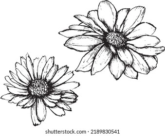 Flores dibujadas a mano negra. Vector con contornos negros. Aislado sobre fondo blanco.