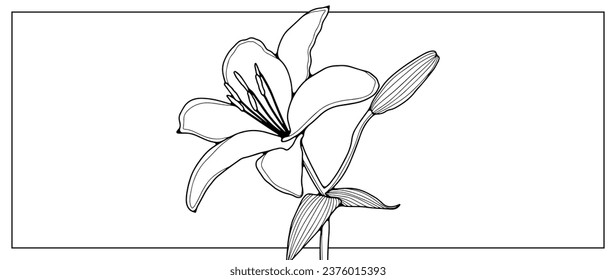 Black hand drawn outline of a delicate lily on a white background. Flower for coloring, creating various designs, patterns. Lily flower illustrations for publications in books and magazines.