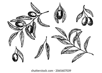 Black hand drawn vector olive twigs illustration