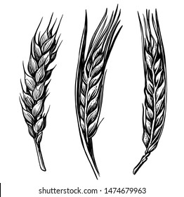 black hand drawn wheat ears sketch