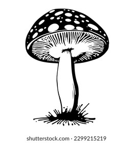 Black hand-drawn vector illustration of One fresh mushroom Fly agaric isolated on a white background