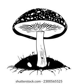 A Black hand-drawn vector illustration of One fresh mushroom Fly agaric isolated on a white background