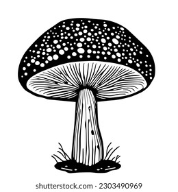 Dibujo vectorial dibujado a mano en negro de una seta fresca Fly agaric aislada en un fondo blanco