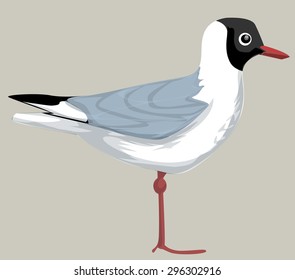 Black headed gull, isolated on white, sea bird, vector illustration