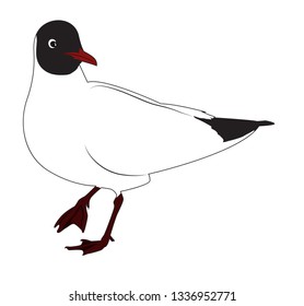 Black headed gull is standing. One leg raised. Vector illustration