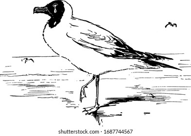 Black headed Seagull standing on one leg on the beach, vintage line drawing or engraving illustration.