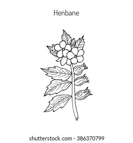 Black Henbane or Hyoscyamus niger. Poisonous plant. Hand drawn botanical vector iluustration
