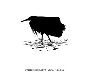 The Black Heron Bird (Egretta Ardesiaca) on the water, also known as the Black Egret Silhouette for Art Illustration, Logo, Pictogram, Website, or Graphic Design Element. Vector Illustration