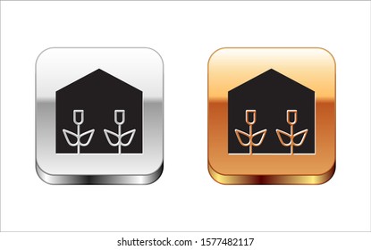 Black Home greenhouse and plants icon isolated on white background. Silver-gold square button. Vector Illustration