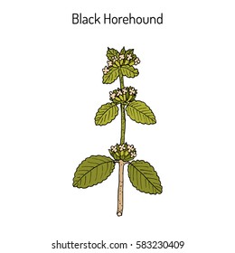 Black horehound (Ballota nigra), medicinal plant. Hand drawn botanical vector illustration