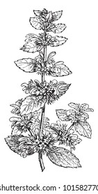 Black Horehound or Ballota nigra, showing flowers, vintage engraved illustration. Dictionary of Words and Things - Larive and Fleury - 1895