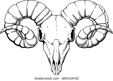 black horned angry ram skull isolated white background