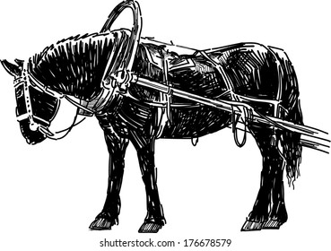 black horse in harness