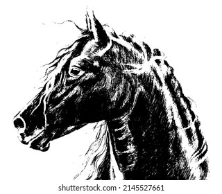 Black horse. Horse's head. The mane flutters in the wind. Vector illustration for websites, web design, print, backgrounds.