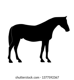 black horse icon. vector