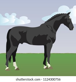 black horse on the lawn