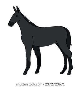Black horse on white background