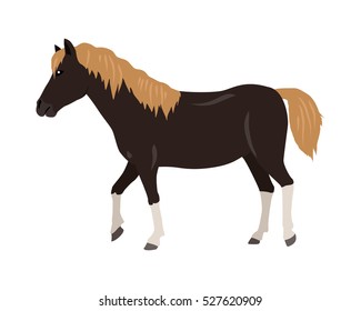 Black horse with red mane and white legs vector. Flat design. Domestic animal. Country inhabitants. For farming, animal husbandry, horse sport illustrating. Agricultural species. Isolated on white