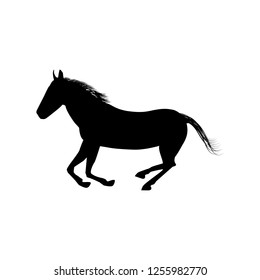 black horse running 