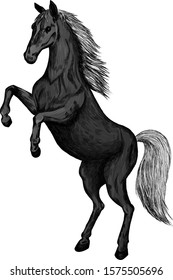 black horse white mane vector