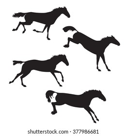 Black horses on isolated background.