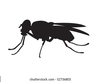 Black Housefly Drawing Isolated On White Stock Vector (Royalty Free ...