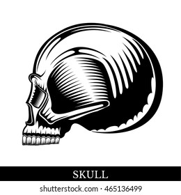 Black human skull in profile without a lower jaw