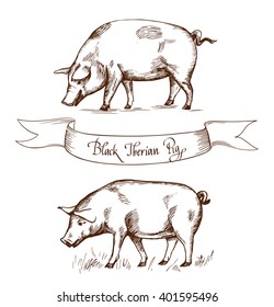 Black Iberian Pig. Vector illustration in Vintage engraving style. Can be used as grunge label or sticker image. Isolated