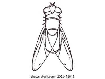 Black icon of a fly on white background.