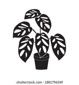 black icon logo of the Monstera adansonii plant, Indonesian people call it "Janda Bolong" in a terracotta pot. 