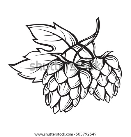 black illustration of hops for brewing