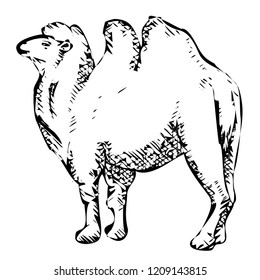 Black image of stylized bactrian camel  on white background
