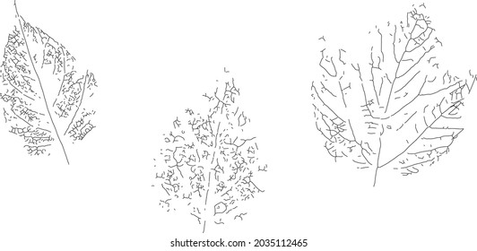 Impresión negra de hojas de árboles diferentes sobre un fondo blanco. Esbozo vectorial para imprimir en camisetas, para la cubierta de un cuaderno, la cubierta de cuadernos y cuadernos.
