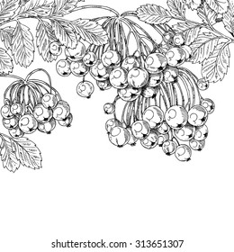 Black ink graphic drawing autumn bunches of Rowan on white background