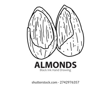 Black ink hand drawing of two almonds, showing their textured surface and characteristic shape.
